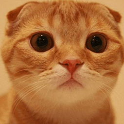 付费上外网的软件